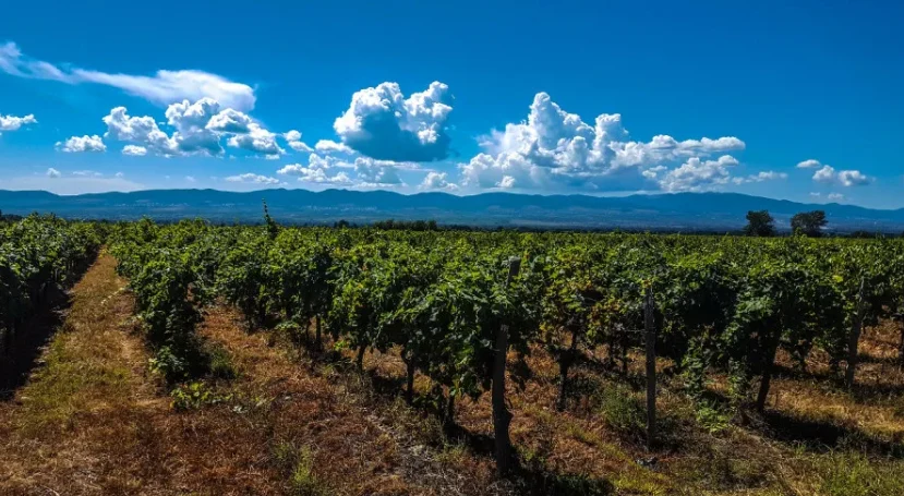 Kakheti vineyards Alazani Valley with Caucasus mountains — wine country day trip from Tbilisi